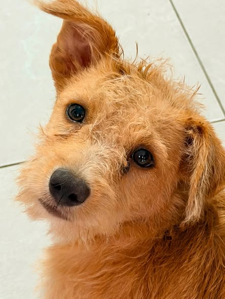 Mixed Breed