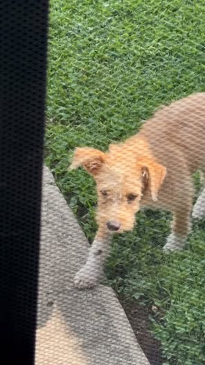 Mixed Breed