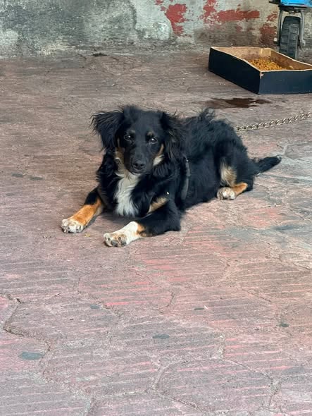 Mixed Breed
