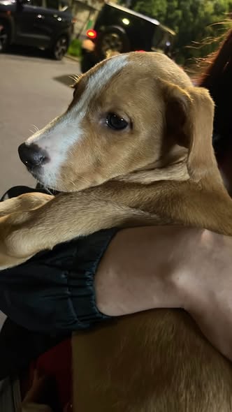 Mixed Breed