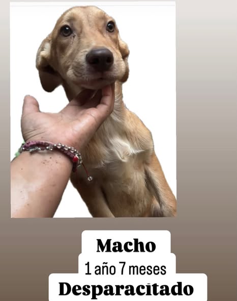 Mixed Breed