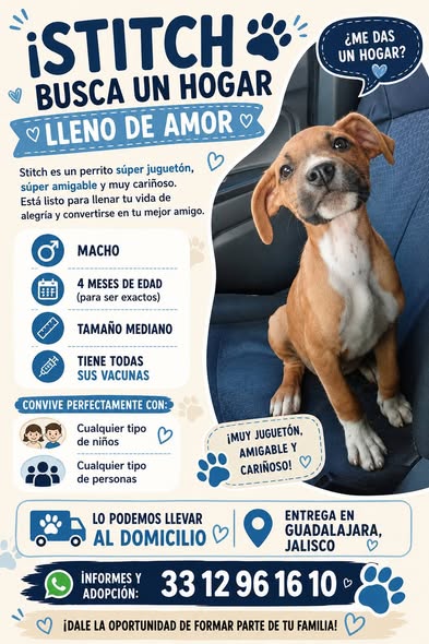 Mixed Breed