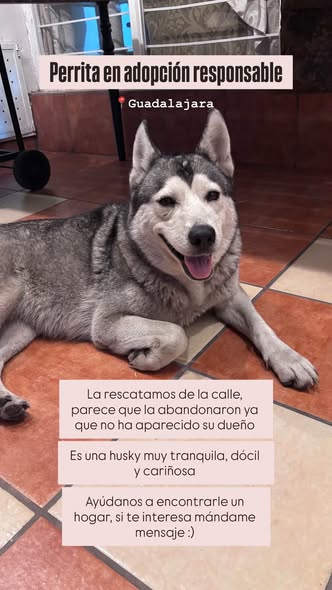 Siberian Husky
