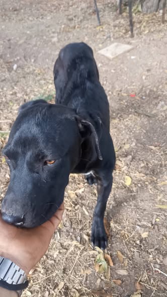 Mixed Breed