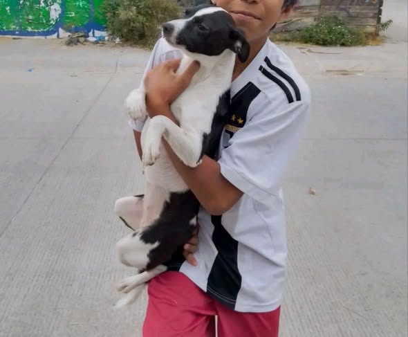 Mixed Breed