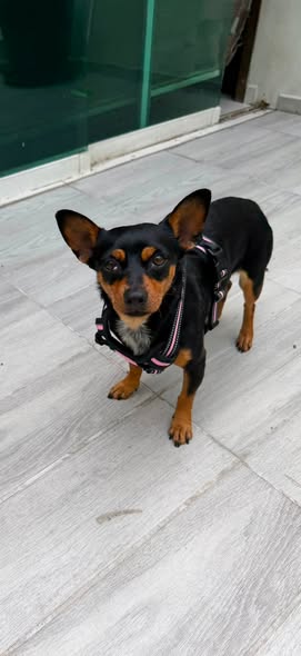 Mixed Breed