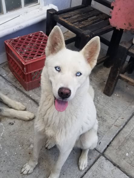 Siberian Husky