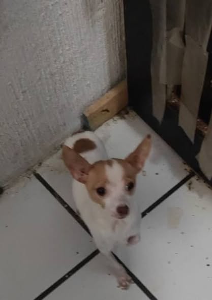 Chihuahua