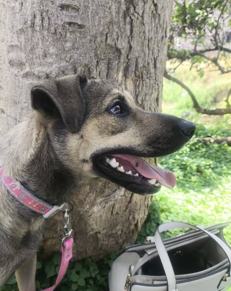 Perro en adopción