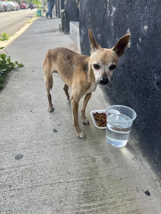 Perro en adopción