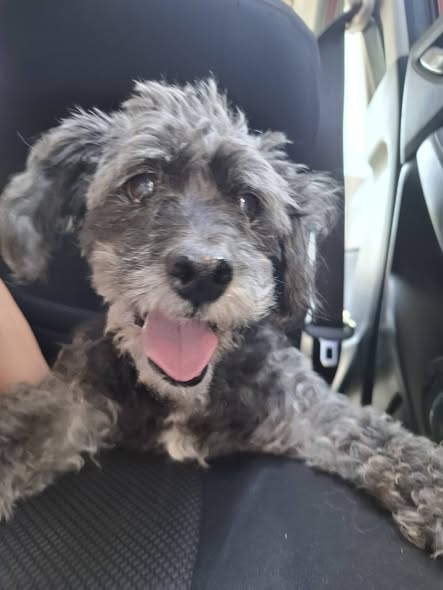 Dog for adoption