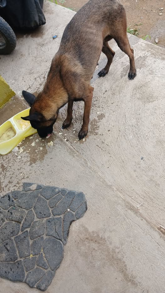 Perro en adopción