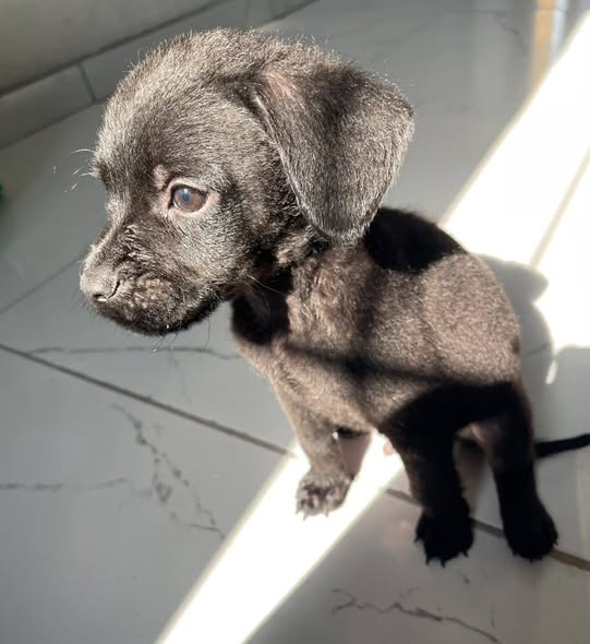 Perro en adopción