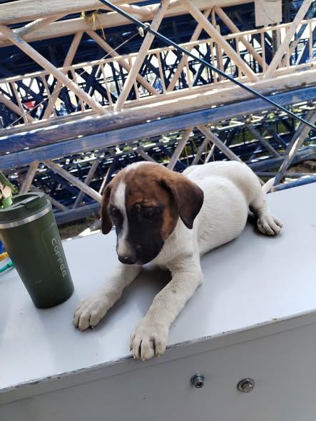 Perro en adopción