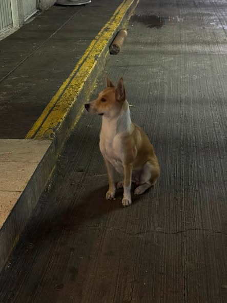 Perro en adopción