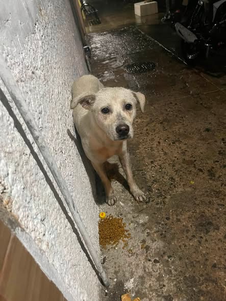 Dog for adoption