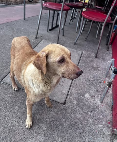 Perro en adopción