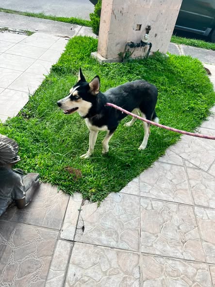 Perro en adopción