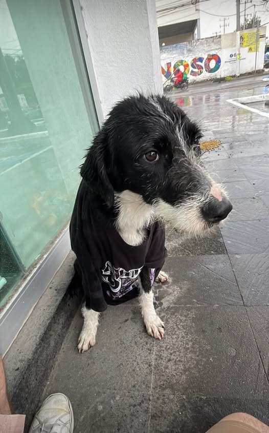 Perro en adopción