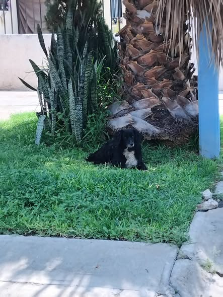 Perro en adopción