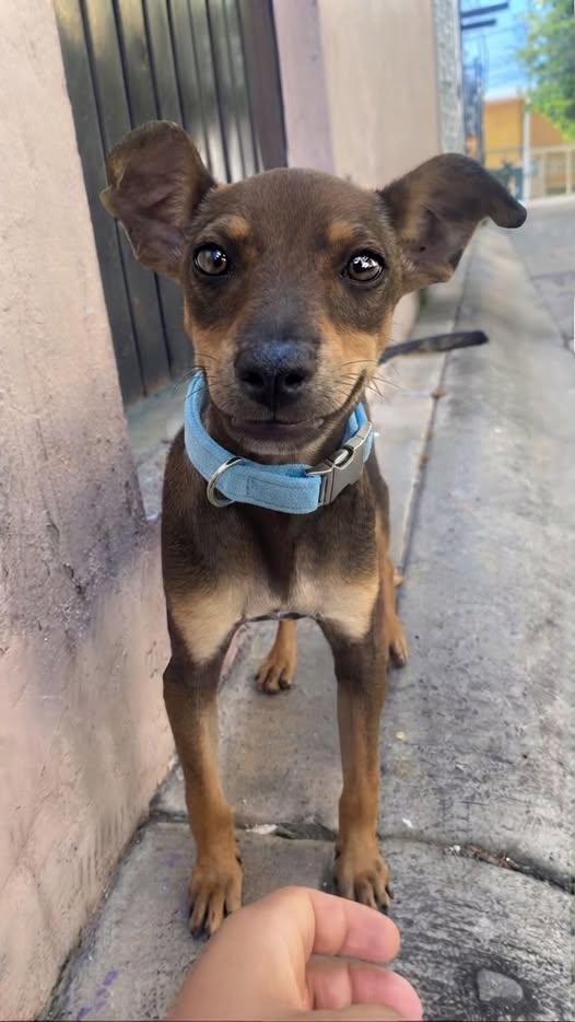 Perro en adopción