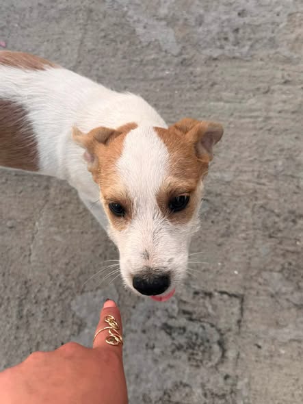 Dog for adoption