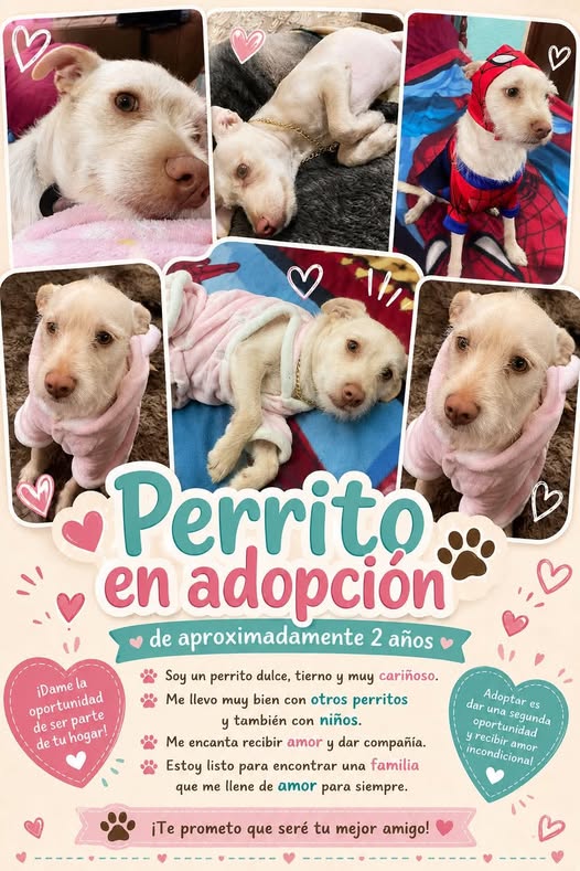 Perro en adopción