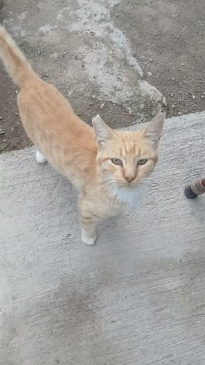 Perro en adopción