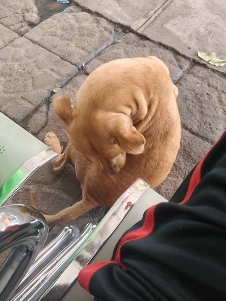 Dog for adoption