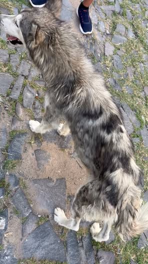 Dog for adoption