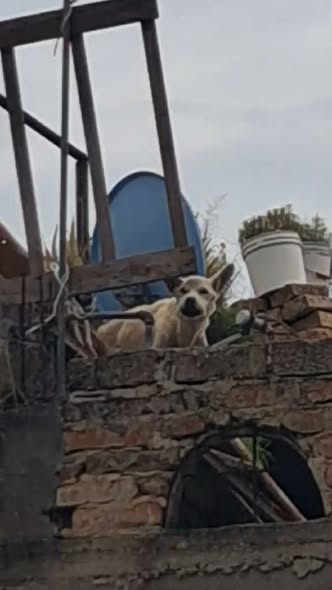 Perro en adopción