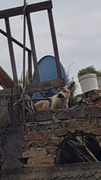 Perro en adopción