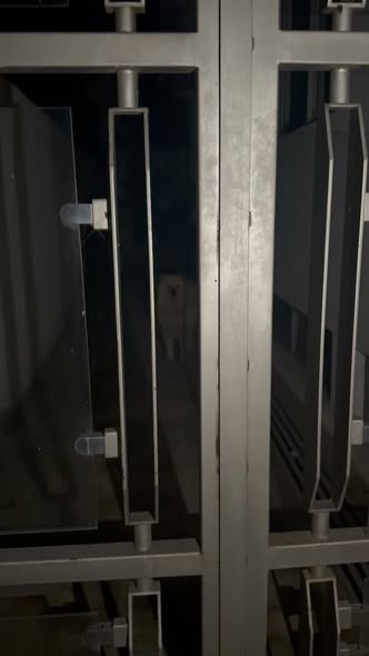 Dog for adoption