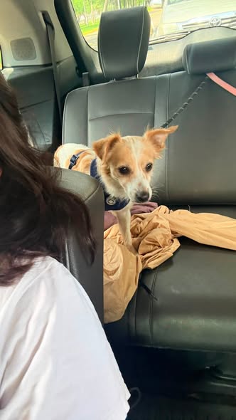 Perro en adopción