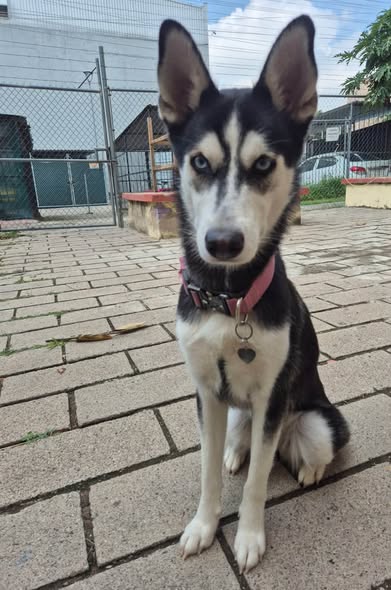 Dog for adoption
