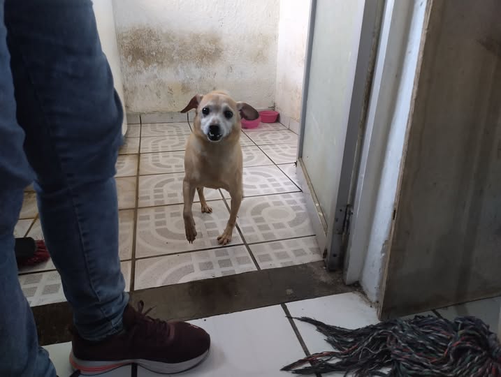 Perro en adopción