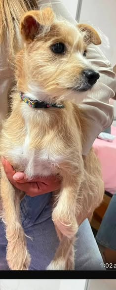 Dog for adoption