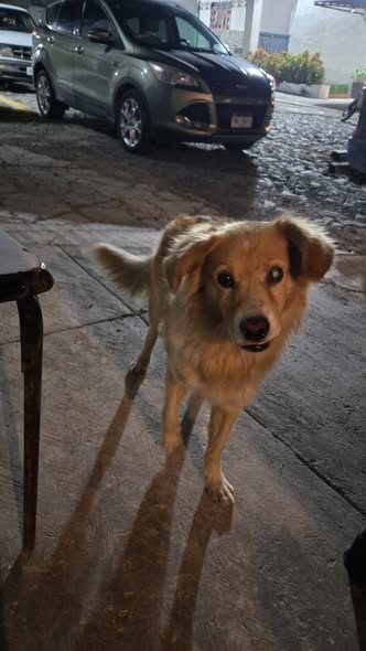 Dog for adoption