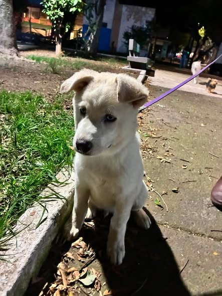 Perro en adopción