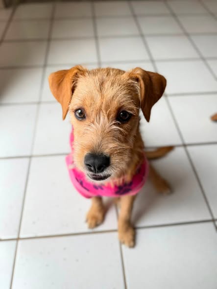 Perro en adopción