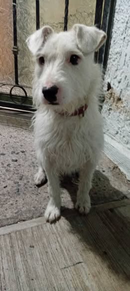 Perro en adopción