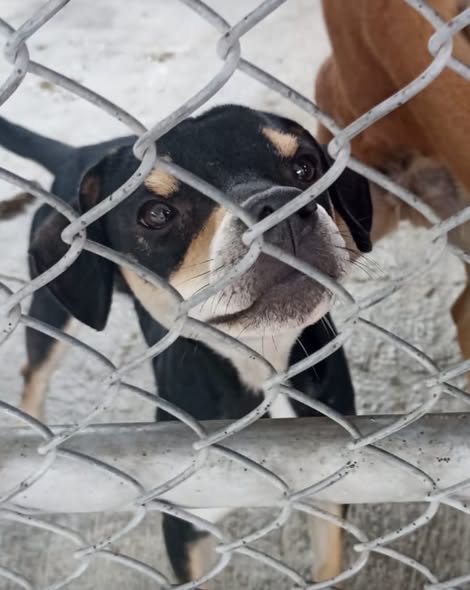 Perro en adopción