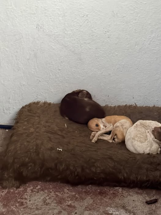 Perro en adopción
