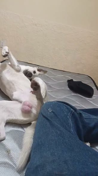 Dog for adoption