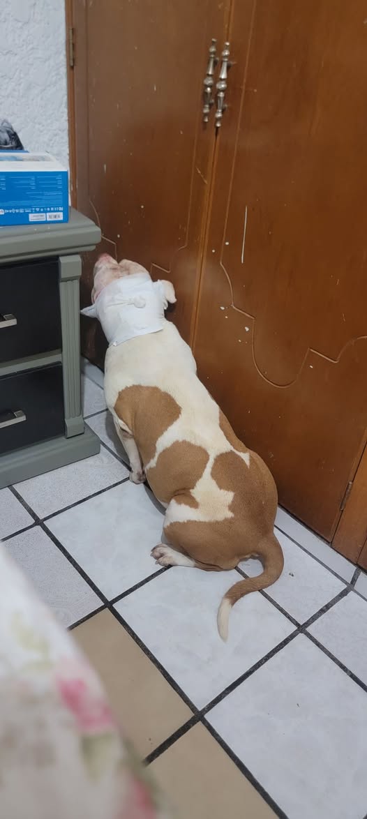 Dog for adoption