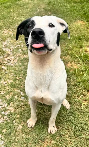 Perro en adopción