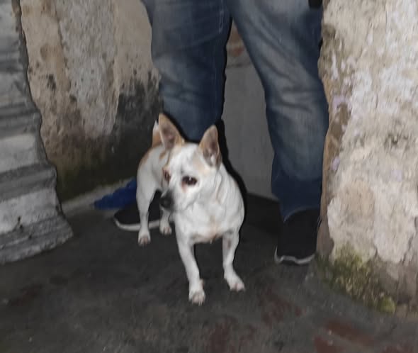 Perro en adopción