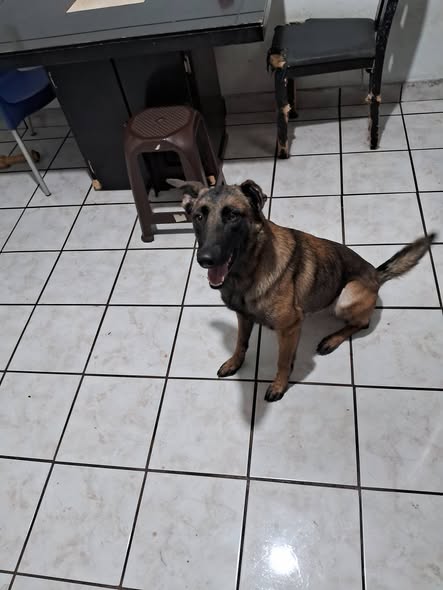 Dog for adoption
