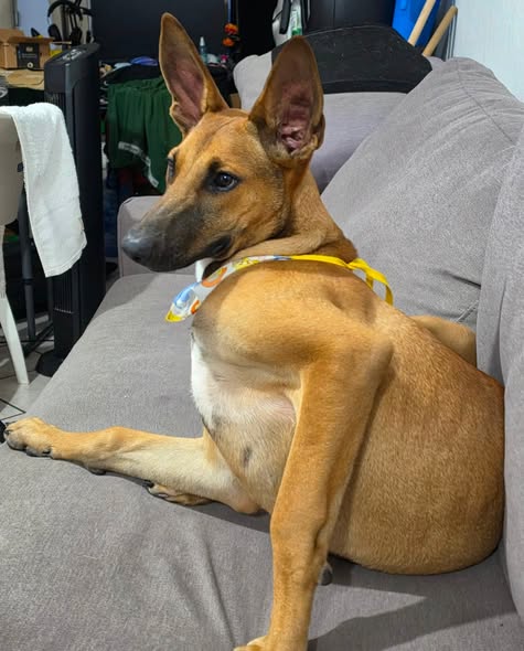 Perro en adopción