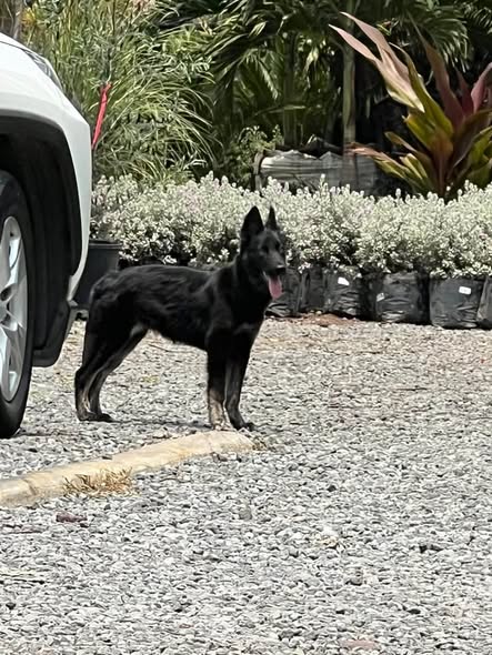 Perro en adopción